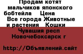 Продам котят мальчиков японского бобтейла. › Цена ­ 30 000 - Все города Животные и растения » Кошки   . Чувашия респ.,Новочебоксарск г.